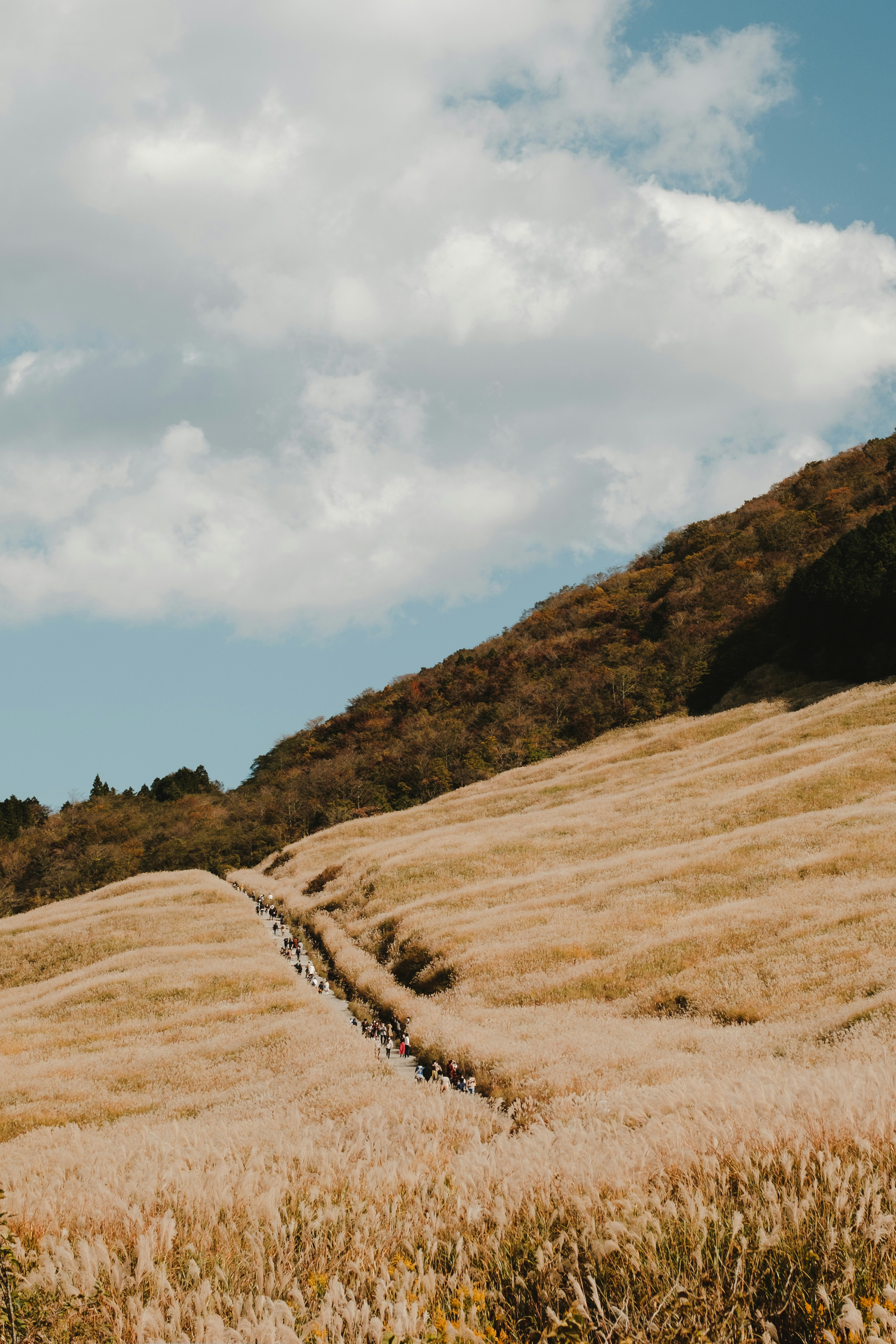 brown field under white clouds during daytime